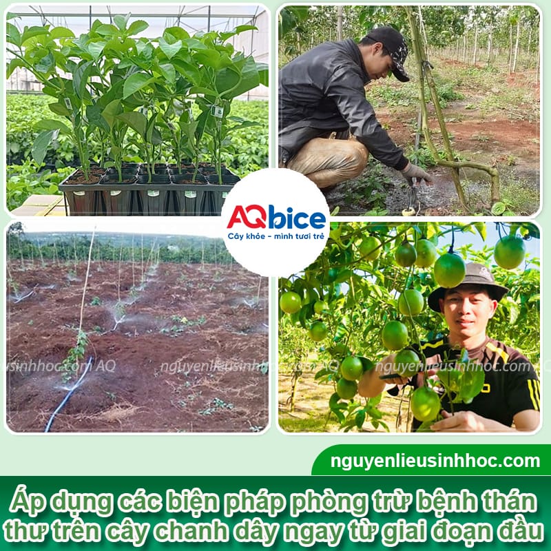 Bệnh thán thư trên chanh dây: Nguyên nhân và cách phòng trừ 4 Bệnh thán thư trên chanh dây: Nguyên nhân và cách phòng trừ