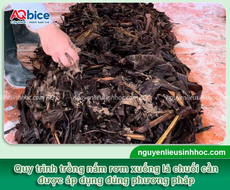 Trồng nấm rơm bằng lá chuối: Giải pháp tiết kiệm, hiệu quả 6 Trồng nấm rơm bằng lá chuối: Giải pháp tiết kiệm, hiệu quả