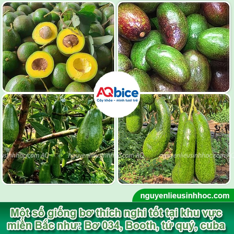 Cây bơ có trồng được ở miền Bắc không? Giống nào phù hợp? 4 Cây bơ có trồng được ở miền Bắc không? Giống nào phù hợp?