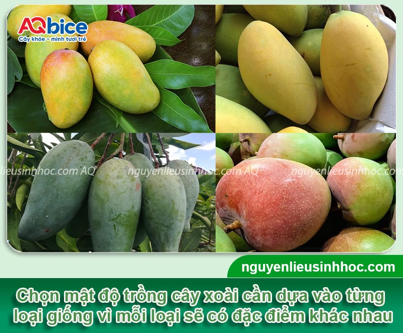 1 ha trồng được bao nhiêu cây xoài? Khoảng cách trồng 3 1 ha trồng được bao nhiêu cây xoài phù hợp với từng mục tiêu