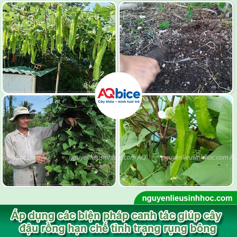 Nguyên nhân đậu rồng bị rụng hoa và Cách khắc phục 3 Đậu rồng bị rụng hoa nguyên nhân do đâu và cách phòng trừ