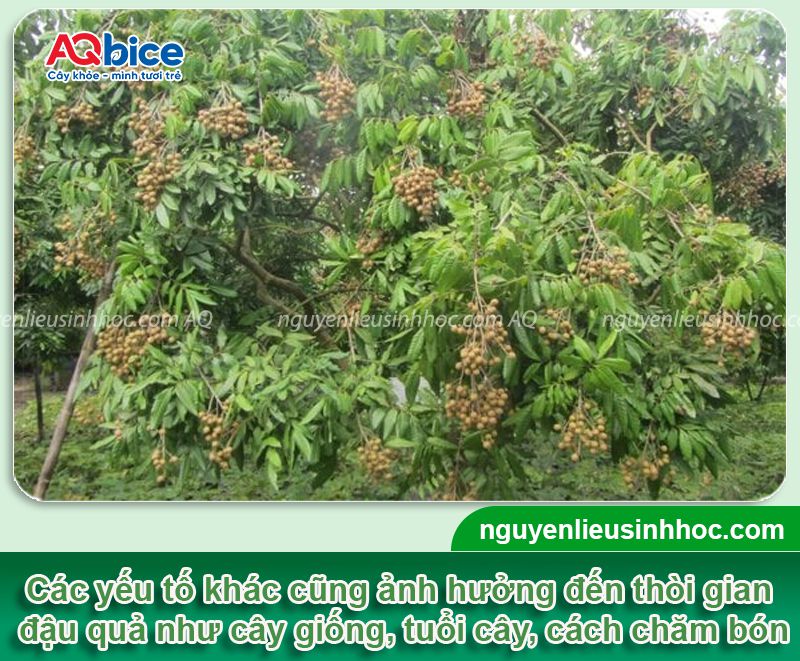 Trồng nhãn bao lâu có trái? Chăm sóc nhãn nhanh thu hoạch 3 Trồng nhãn bao lâu có trái? Chăm sóc nhãn nhanh thu hoạch