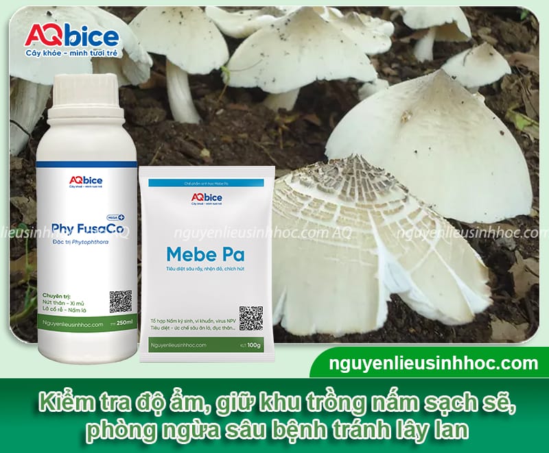 Cách trồng nấm mối trắng giúp nấm lên đều, năng suất cao 5 Cách trồng nấm mối trắng giúp nấm lên đều, năng suất cao