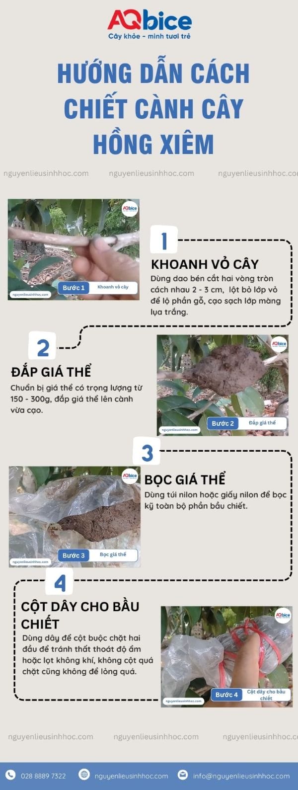 Hướng dẫn cách chiết cây hồng xiêm theo chi tiết từng bước 3 Hướng dẫn cách chiết cây hồng xiêm theo từng bước chi tiết