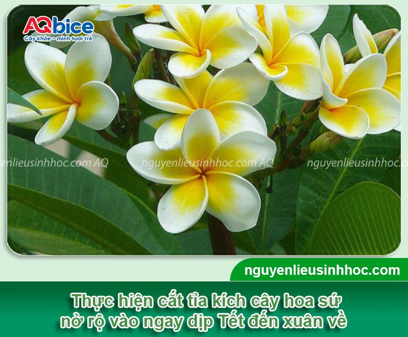 Cách trồng cây sứ mới mua về và chăm bón cây ra hoa rực rỡ 4 Cách trồng cây sứ mới mua về và chăm bón cây ra hoa rực rỡ