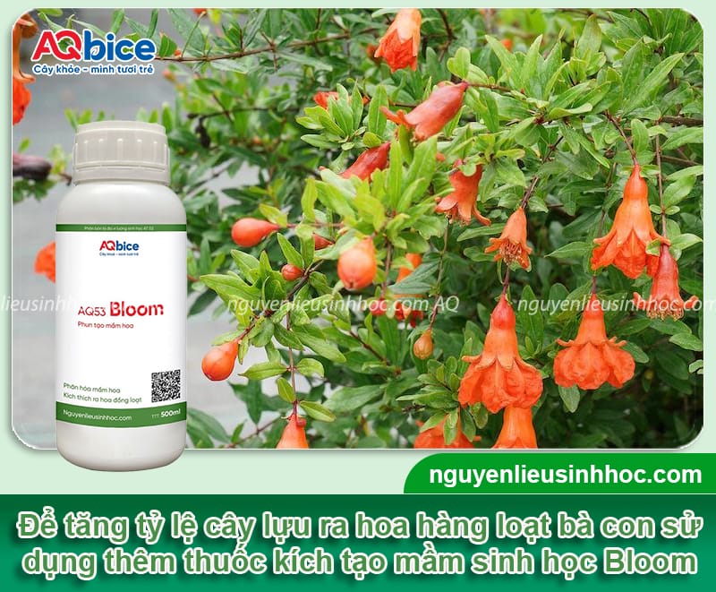 Cách làm cây lựu ra hoa đúng chuẩn, giúp trái đậu sai trĩu 5 Cách làm cây lựu ra hoa nhanh, sai bông và đậu trái hiệu quả