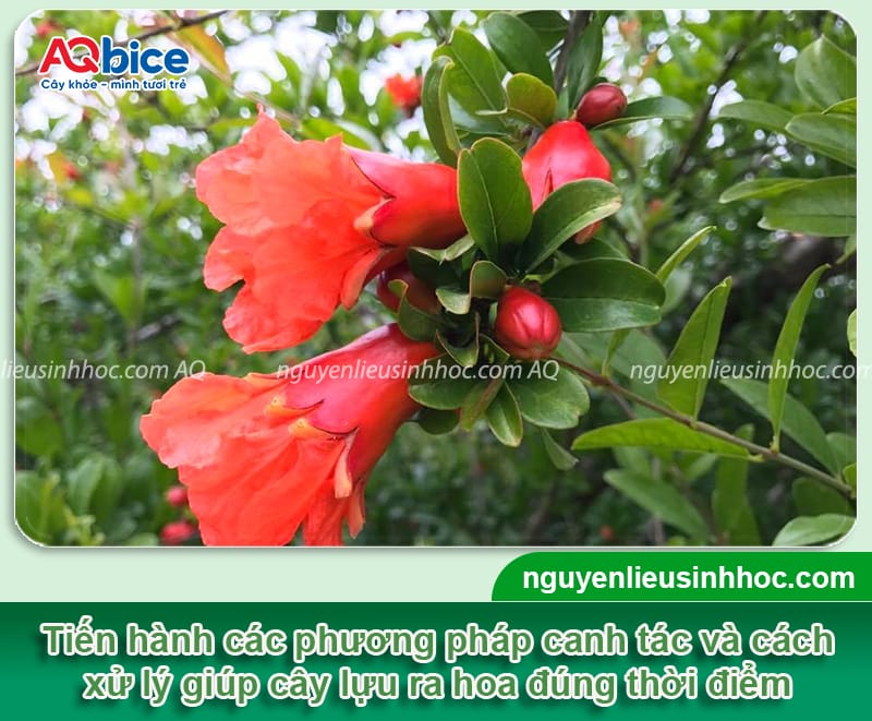 Cách làm cây lựu ra hoa đúng chuẩn, giúp trái đậu sai trĩu 4 Cách làm cây lựu ra hoa nhanh, sai bông và đậu trái hiệu quả