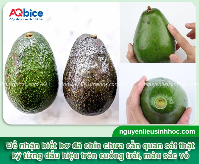 Hướng dẫn cách nhận biết bơ chín trên cây mới nhất 2 Hướng dẫn cách nhận biết bơ chín trên cây trên từng bộ phận