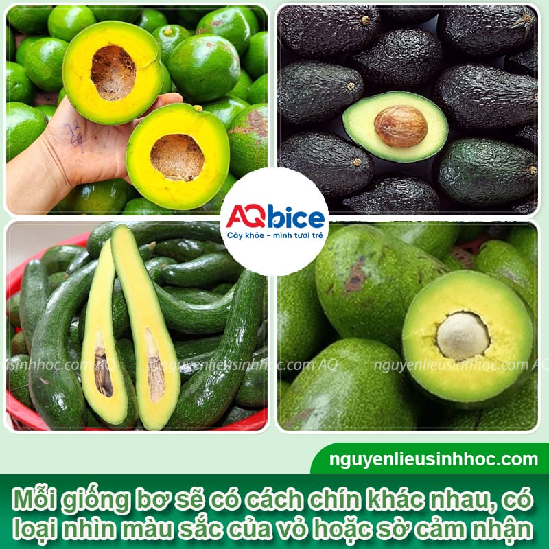 Hướng dẫn cách nhận biết bơ chín trên cây mới nhất 3 Hướng dẫn cách nhận biết bơ chín trên cây trên từng bộ phận