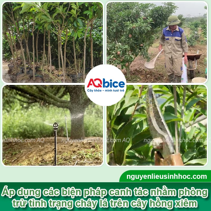 Nguyên nhân cây hồng xiêm bị cháy lá và Cách xử lý 3 Nguyên nhân cây hồng xiêm bị cháy lá và cách phòng trừ