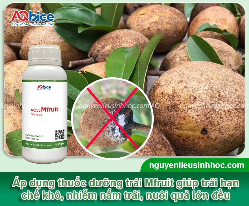 Phòng trừ bệnh khô quả trên cây hồng xiêm, trái lớn đồng đều 4 Phòng trừ bệnh khô quả trên cây hồng xiêm, trái lớn đồng đều