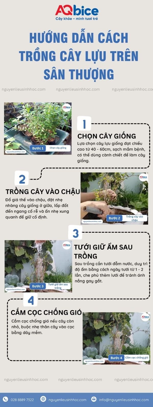 Trồng cây lựu trên sân thượng: Mẹo chăm trái ra xum xuê 3 Trồng cây lựu trên sân thượng: Mẹo chăm đúng để ra sai trái