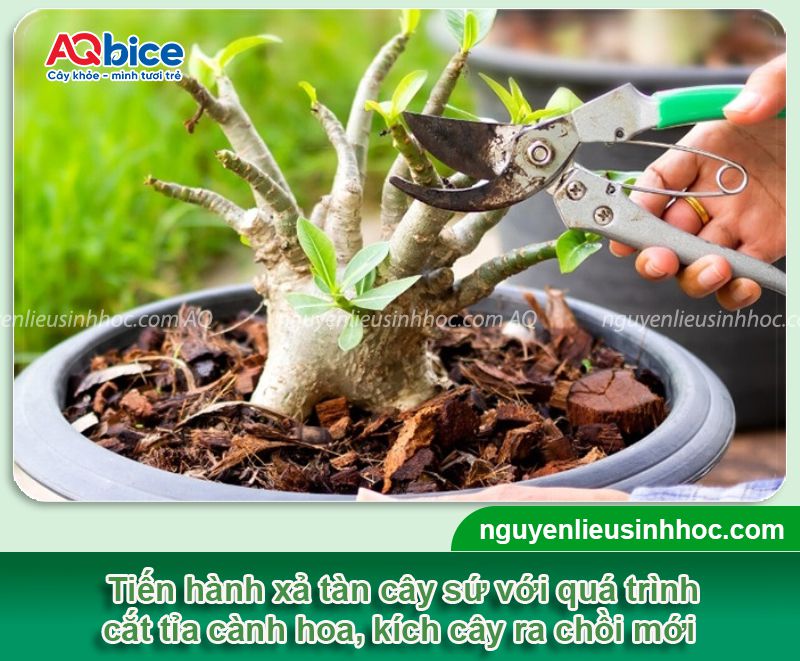 Cách xả tàn cây sứ đúng kỹ thuật để kích cây ra hoa rộ dịp Tết