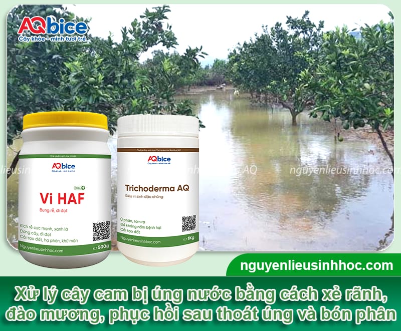 Nguyên nhân cam bị úng nước và cách xử lý an toàn, hiệu quả
