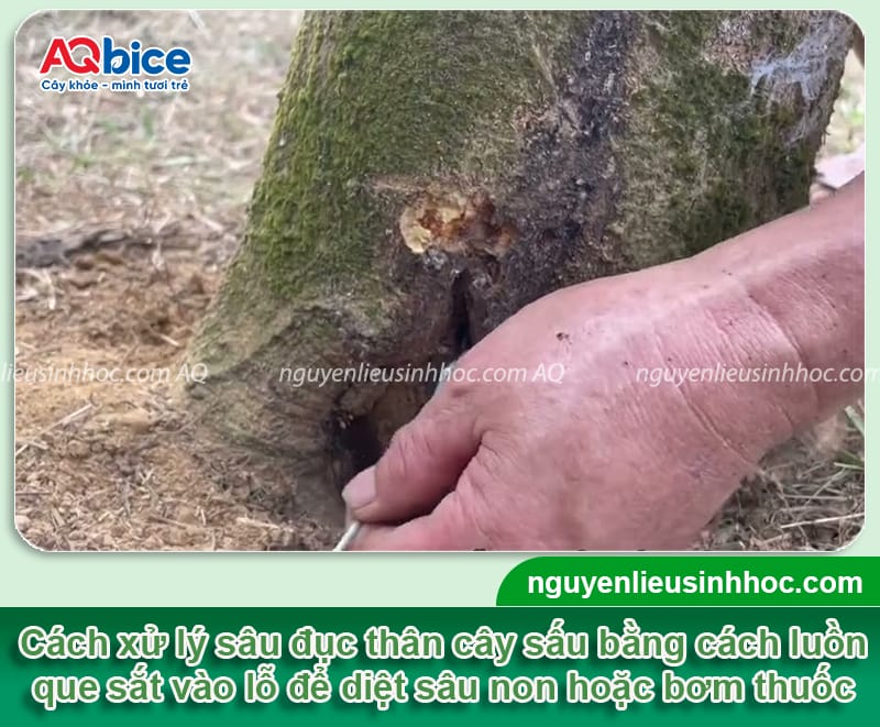 Phòng trừ cây sấu bị sâu đục thân và Cách nhận biết kịp thời 4 Phòng trừ cây sấu bị sâu đục thân và cách nhận biết kịp thời
