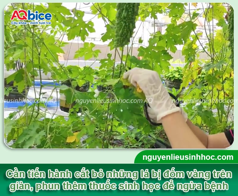 Nhận biết lá khổ qua bị đốm vàng và Cách xử lý 3 Nhận biết lá khổ qua bị đốm vàng và phương pháp điều trị