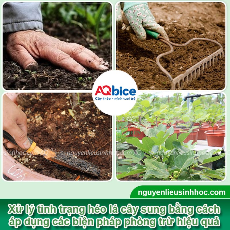 Vì sao cây sung bị héo lá? Cách phục hồi nhanh, hiệu quả cao