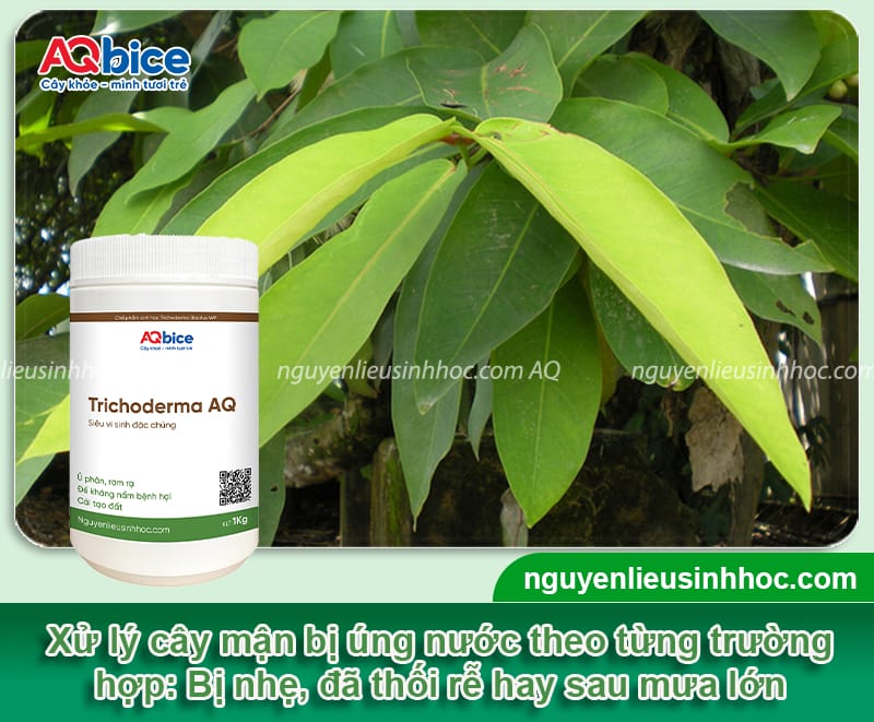 Tại sao mận bị úng nước và Cách cứu cây hiệu quả 3 Phòng trừ mận bị úng nước bằng các phương pháp an toàn