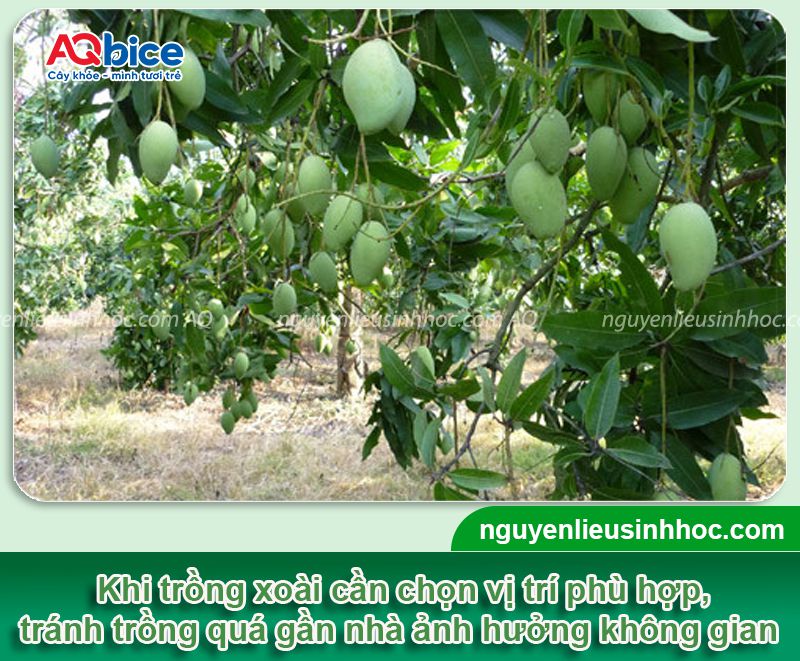 Trồng cây xoài trước nhà có tốt không? Vị trí phù hợp