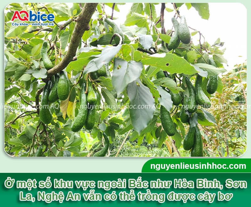 Cây bơ có trồng được ở miền Bắc không? Giống nào phù hợp? 3 Cây bơ có trồng được ở miền Bắc không? Giống nào phù hợp?