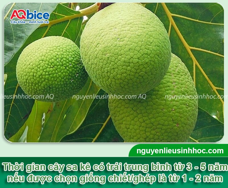 Cây sa kê trồng bao lâu có trái? Cách chăm sóc giúp sai quả