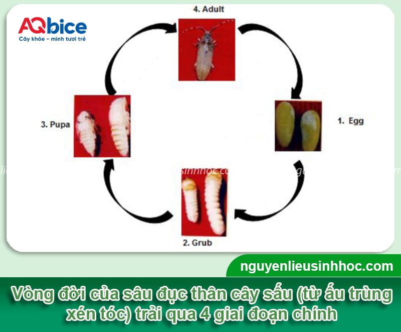 Phòng trừ cây sấu bị sâu đục thân và Cách nhận biết kịp thời 2 Phòng trừ cây sấu bị sâu đục thân và cách nhận biết kịp thời