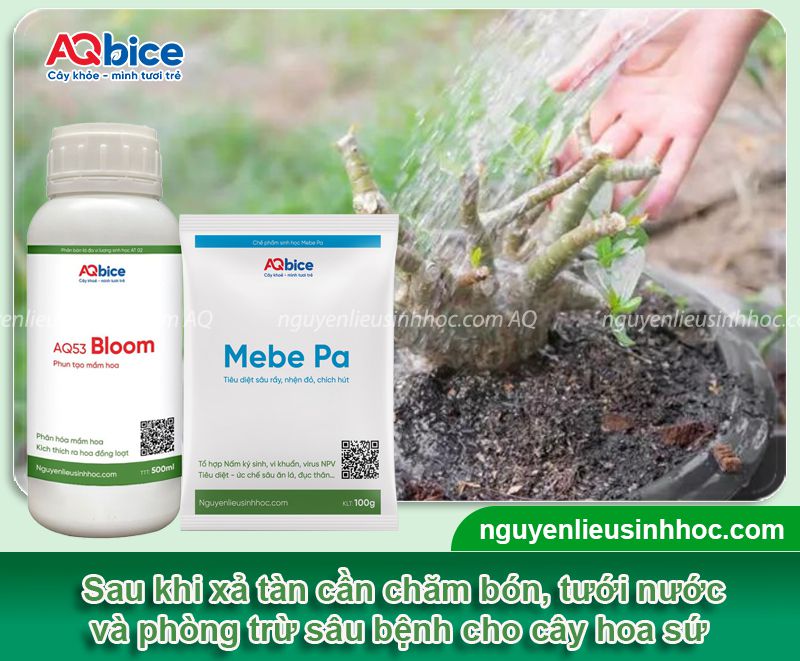Cách xả tàn cây sứ đúng kỹ thuật để kích hoa nở đúng Tết 4 Cách xả tàn cây sứ đúng kỹ thuật để kích cây ra hoa rộ dịp Tết