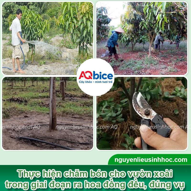 Cây xoài ra hoa vào tháng mấy? Cách kích xoài ra bông đồng loạt