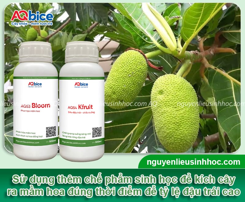 Cây sa kê trồng bao lâu có trái? Cách chăm sóc giúp sai quả