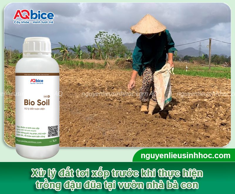 Cách ươm đậu đũa xanh tốt, nhanh ra quả, ít sâu bệnh 2 Cách ươm đậu đũa xanh tốt, nhanh ra quả, ít sâu bệnh