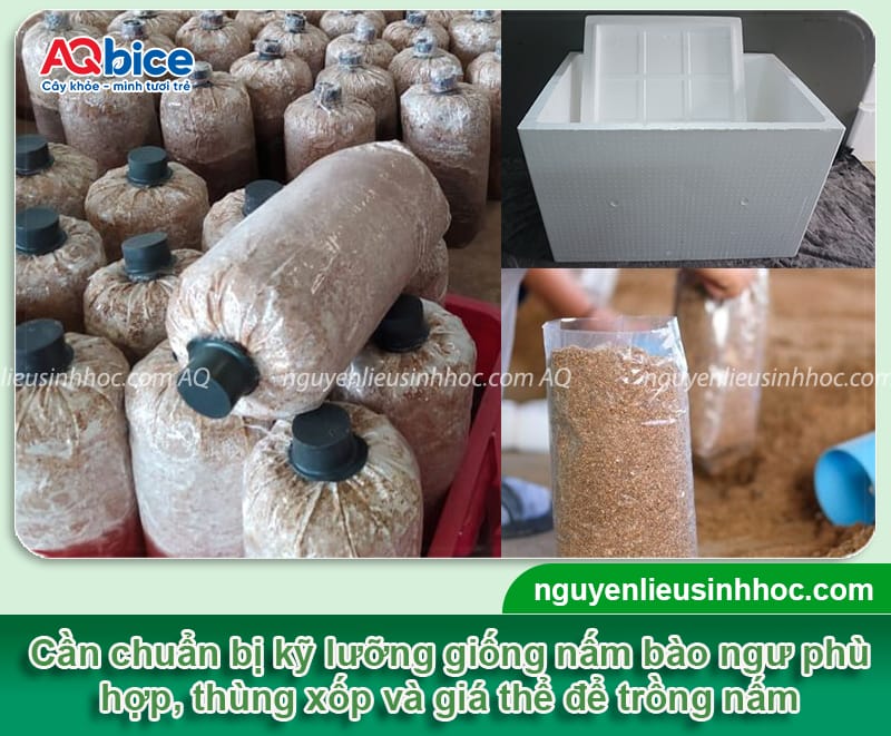 Cách trồng nấm bào ngư trong thùng xốp phát triển khỏe mạnh