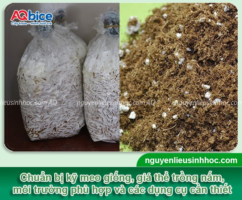 Cách trồng nấm mối trắng giúp nấm lên đều, năng suất cao 3 Cách trồng nấm mối trắng giúp nấm lên đều, năng suất cao