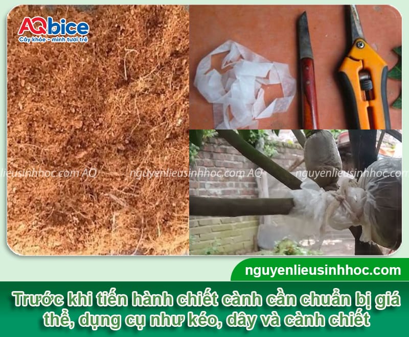 Hướng dẫn cách chiết cây hồng xiêm theo chi tiết từng bước 2 Hướng dẫn cách chiết cây hồng xiêm theo từng bước chi tiết