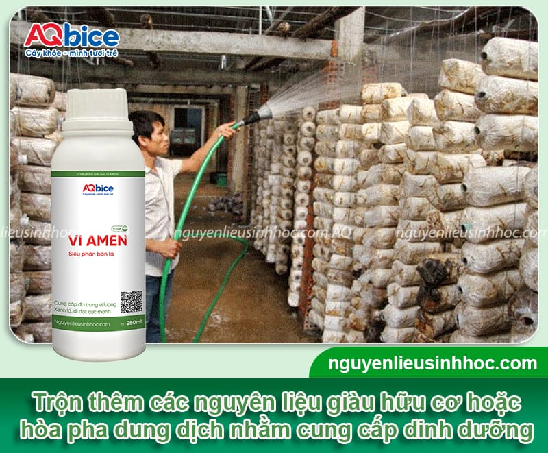 Cách trồng nấm bào ngư trong thùng xốp phát triển khỏe mạnh