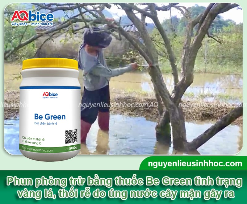 Tại sao mận bị úng nước và Cách cứu cây hiệu quả 4 Phòng trừ mận bị úng nước bằng các phương pháp an toàn