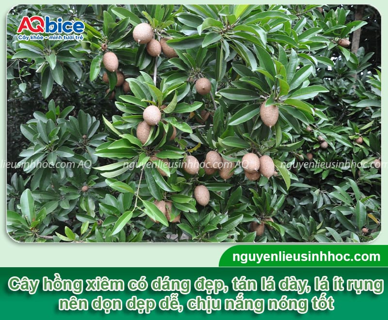 Trồng cây hồng xiêm trước nhà có tốt không, cần chú ý gì?