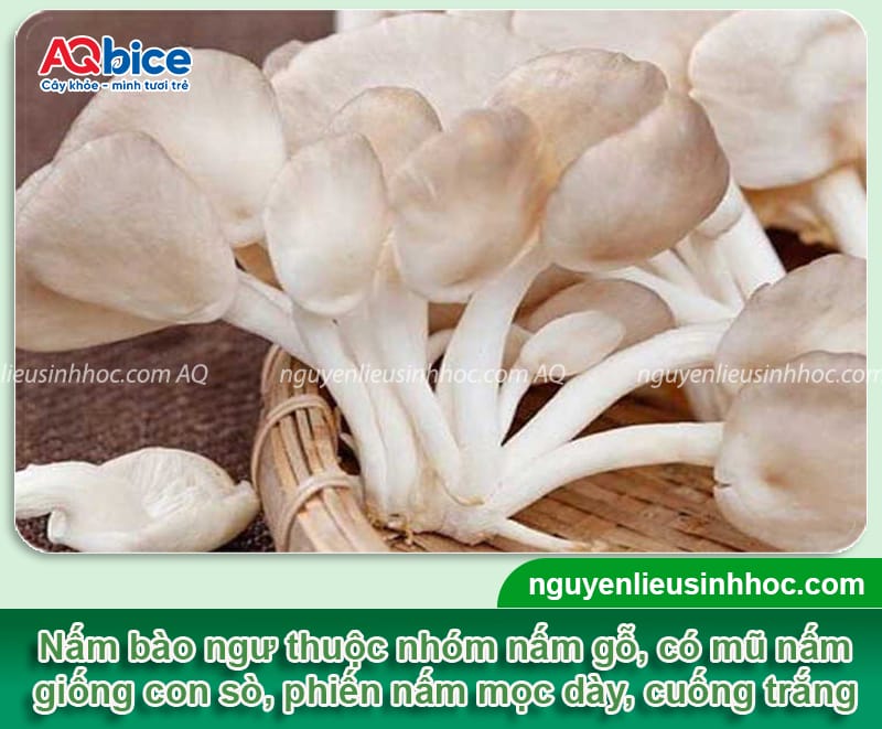 Cách trồng nấm bào ngư trong thùng xốp phát triển khỏe mạnh