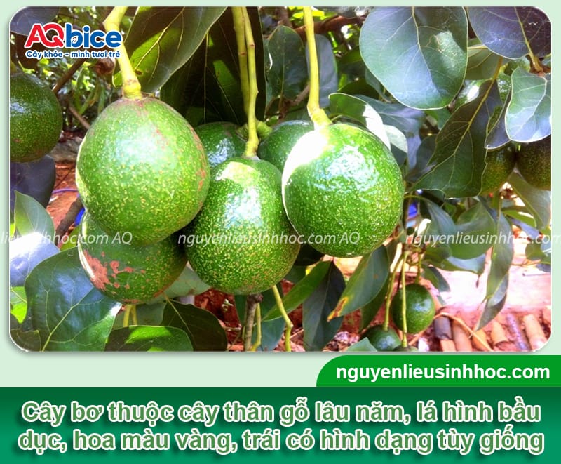 Cây bơ có trồng được ở miền Bắc không? Giống nào phù hợp? 2 Cây bơ có trồng được ở miền Bắc không? Giống nào phù hợp?