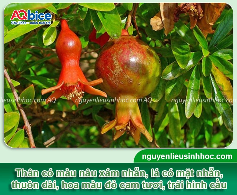 Trồng cây lựu trên sân thượng: Mẹo chăm trái ra xum xuê 2 Trồng cây lựu trên sân thượng: Mẹo chăm đúng để ra sai trái