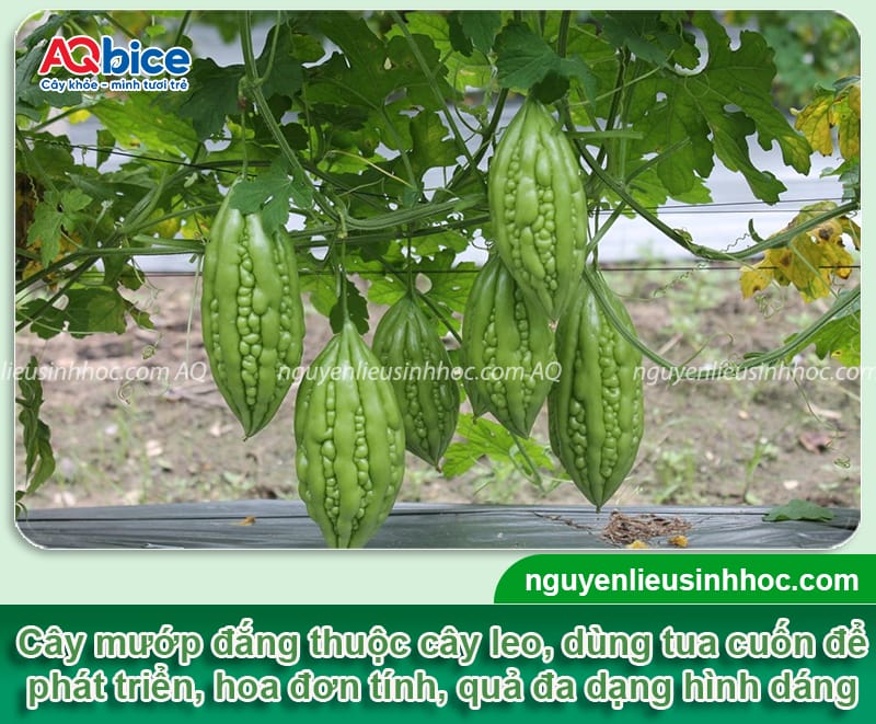 Cách trồng cây khổ qua trong thùng xốp quả sai trĩu giàn 2 Cách trồng cây khổ qua trong thùng xốp quả sai trĩu giàn