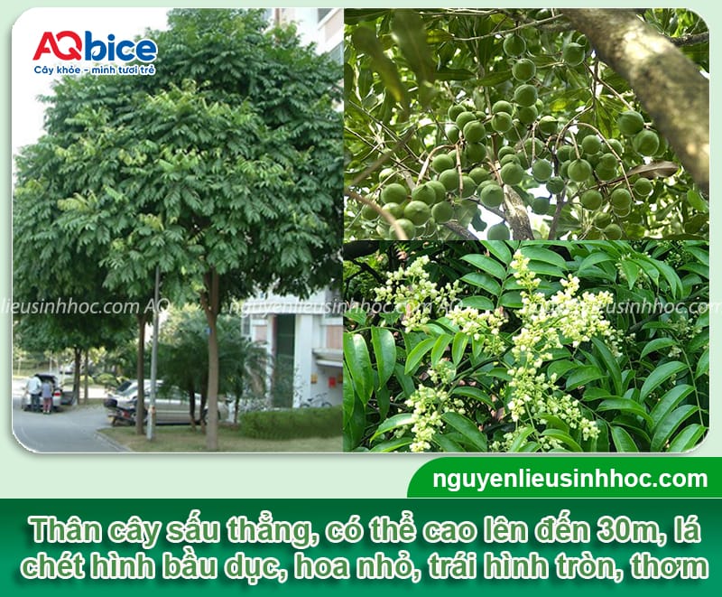 Trồng cây sấu trước nhà có tốt không? Cần lưu ý những gì? 2 Trồng cây sấu trước nhà có tốt không? Cần lưu ý những gì?