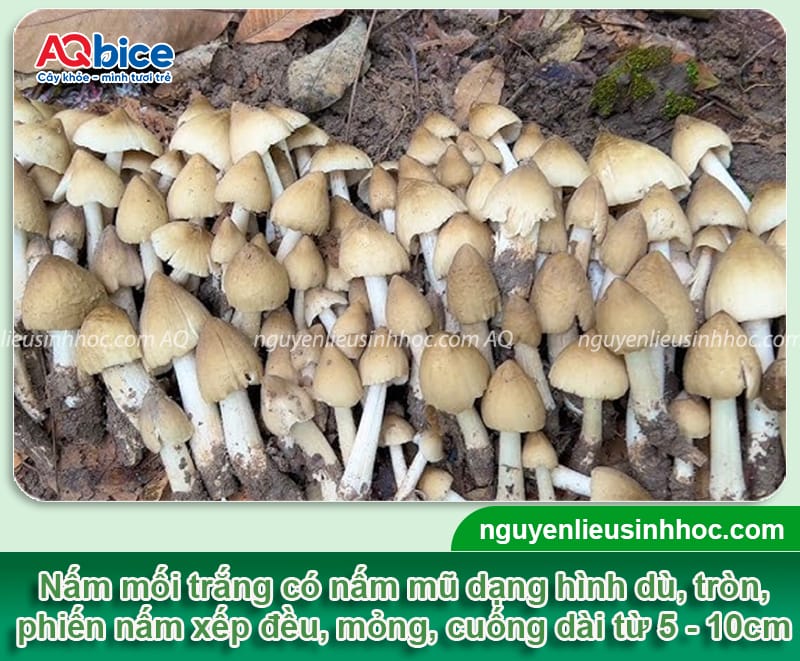 Cách trồng nấm mối trắng giúp nấm lên đều, năng suất cao 2 Cách trồng nấm mối trắng giúp nấm lên đều, năng suất cao