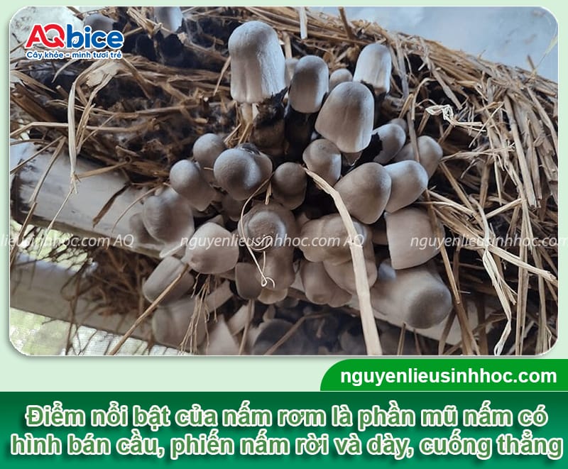 Trồng nấm rơm bằng lá chuối: Giải pháp tiết kiệm, hiệu quả 2 Trồng nấm rơm bằng lá chuối: Giải pháp tiết kiệm, hiệu quả