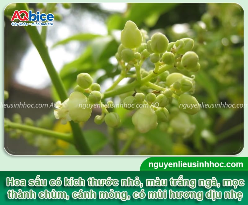 Hoa sấu nở tháng mấy, cách chăm sóc để kích cây ra mầm hoa 2 Hoa sấu nở tháng mấy, cách chăm sóc để kích cây ra mầm hoa