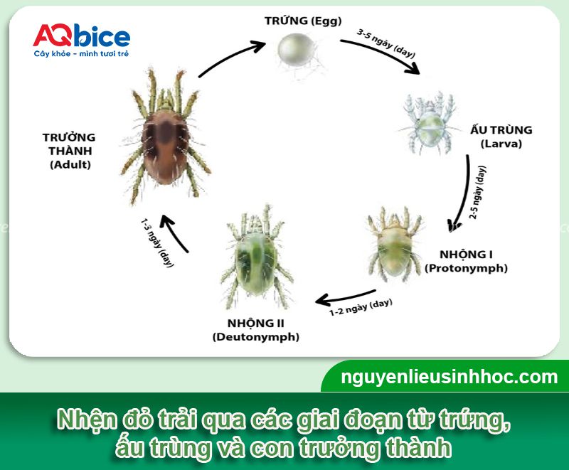 Nhện đỏ hại cây có múi: Dấu hiệu, biện pháp phòng trừ 2 Nhện đỏ hại cây có múi: Dấu hiệu, biện pháp phòng trừ
