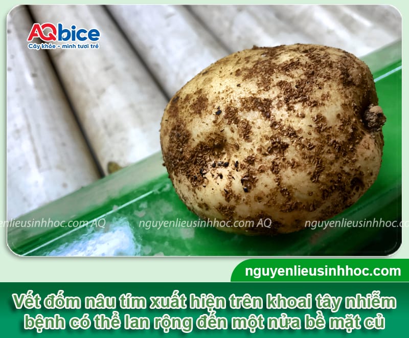Bệnh ghẻ khoai tây: Dấu hiệu và Cách xử lý hiệu quả