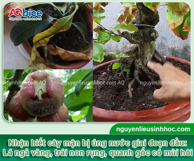 Tại sao mận bị úng nước và Cách cứu cây hiệu quả 2 Phòng trừ mận bị úng nước bằng các phương pháp an toàn