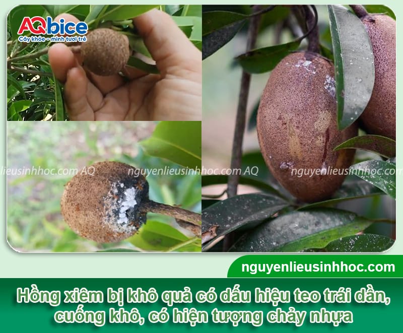 Phòng trừ bệnh khô quả trên cây hồng xiêm, trái lớn đồng đều 2 Phòng trừ bệnh khô quả trên cây hồng xiêm, trái lớn đồng đều