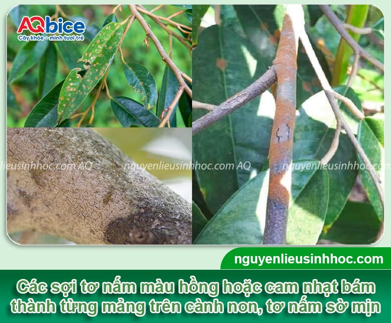 Thuốc đặc trị nấm hồng: Chìa khóa bảo vệ vụ mùa được bội thu 2 Thuốc đặc trị nấm hồng trên cây: Cách chọn và dùng hiệu quả