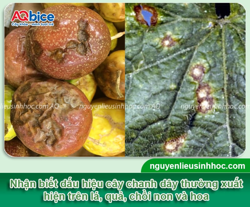 Bệnh thán thư trên chanh dây: Nguyên nhân và cách phòng trừ 3 Bệnh thán thư trên chanh dây: Nguyên nhân và cách phòng trừ